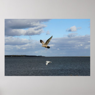 Seagulls in Flight Poster