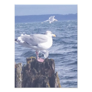 Seagulls in Port Townsend Photo Print