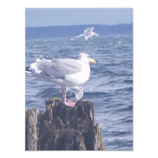 Seagulls in Port Townsend Photo Print