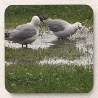 Seagulls Making a Splash Coaster