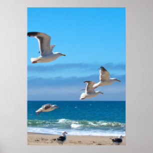 Seagulls mf poster