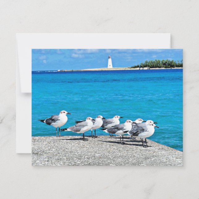 Seagulls, Nassau, Bahamas  Card (Front)