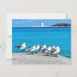 Seagulls, Nassau, Bahamas Postcard
