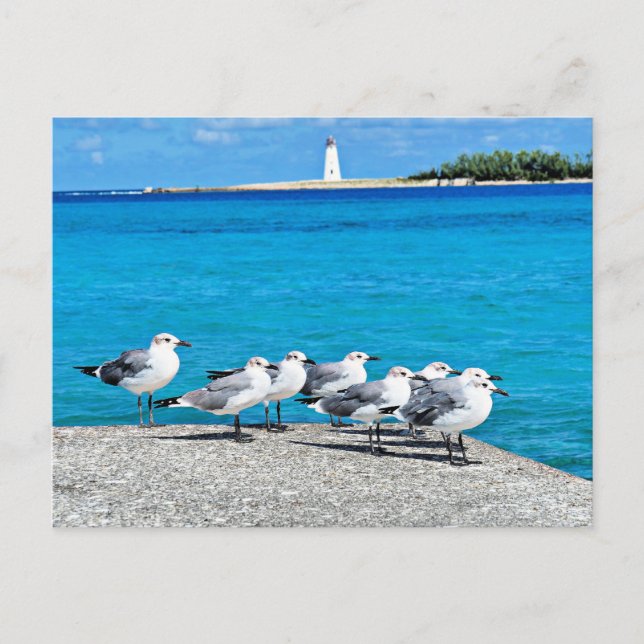 Seagulls, Nassau, Bahamas  Postcard (Front)