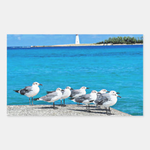 Seagulls, Nassau, Bahamas Rectangular Sticker
