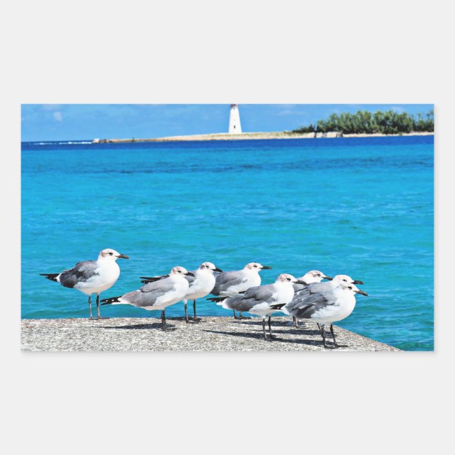 Seagulls, Nassau, Bahamas  Rectangular Sticker (Front)