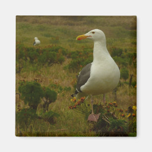 Seagulls on Anacapa Island in California Magnet