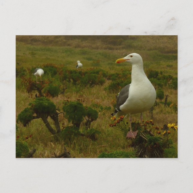 Seagulls on Anacapa Island Postcard (Front)