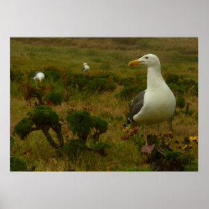 Seagulls on Anacapa Island Poster