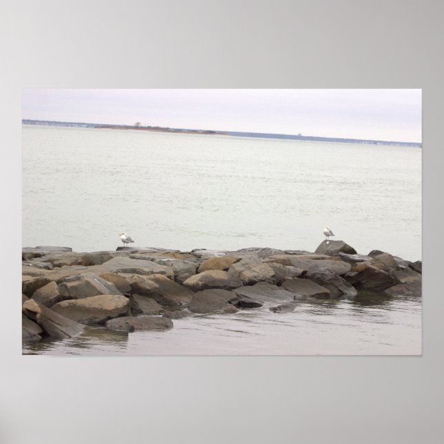 Seagulls on Rocks Poster (Front)