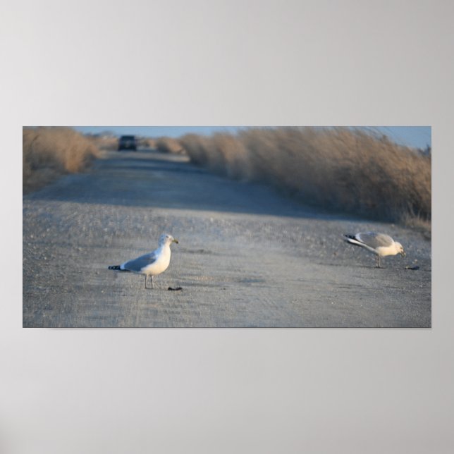 Seagulls on Wildlife Drive Poster (Front)