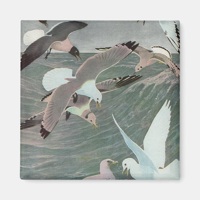 Seagulls Over Ocean Waves by Louis Agassiz Fuertes Magnet (Front)
