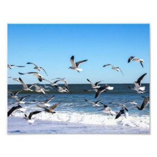 Seagulls Photo