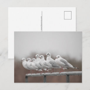 Seagulls Photo Holiday Postcard
