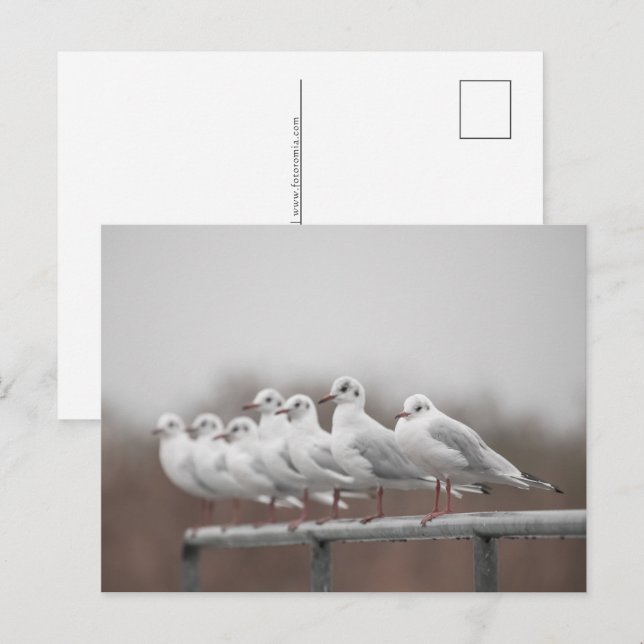 Seagulls Photo Holiday Postcard (Front/Back)
