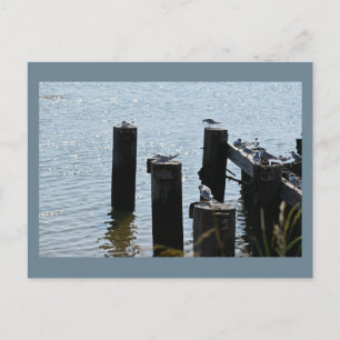 Seagulls Photo Postcard