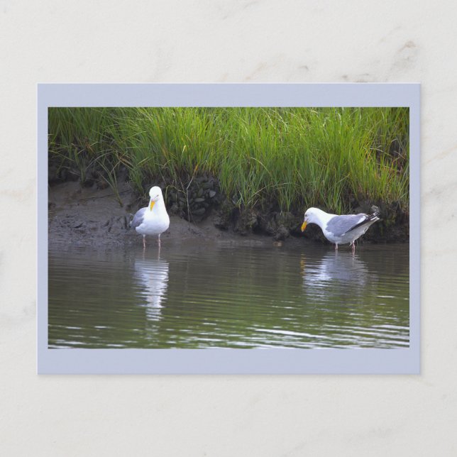 Seagulls Photo Postcard (Front)