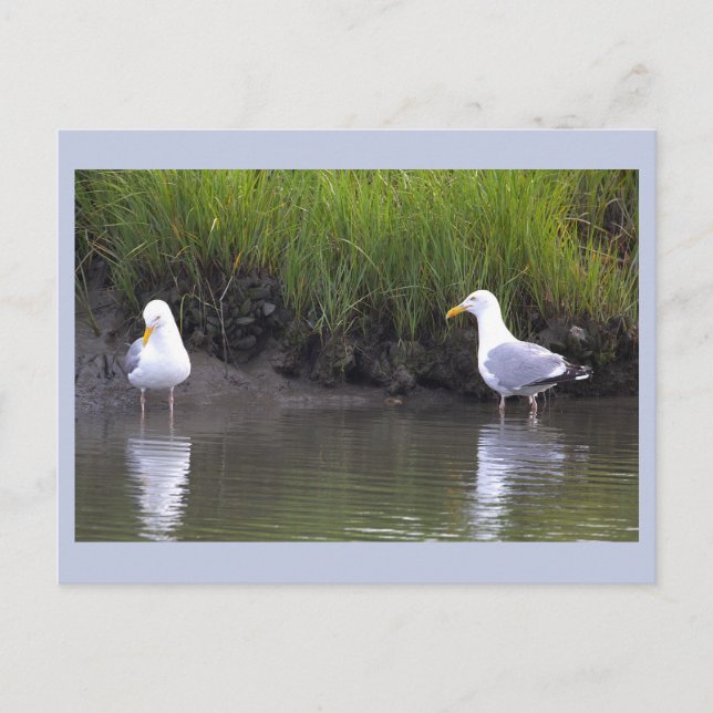 Seagulls Photo Postcard (Front)