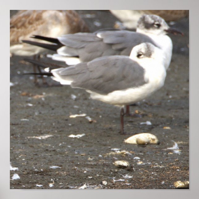 Seagulls Photo Poster (Front)