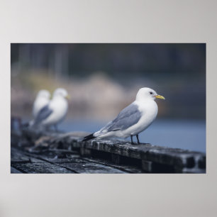 Seagulls Photograph Poster