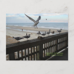 Seagulls Postcard