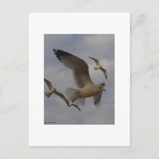 Seagulls Postcard