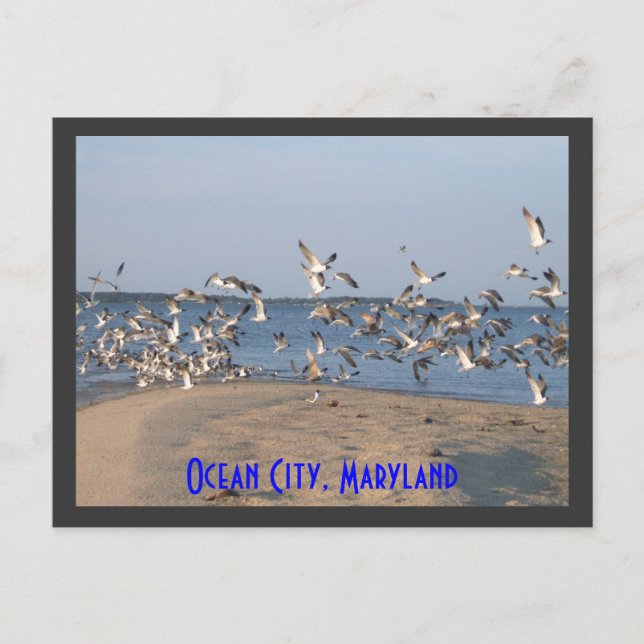 Seagulls Postcard, Ocean City, Maryland Postcard (Front)