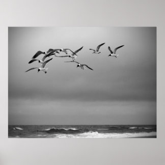 Seagulls Poster