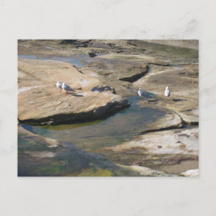 Seagulls Rocks at Cronulla - Beach Photography Postcard