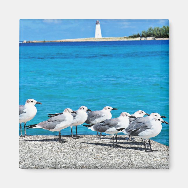Seagulls, sandy beach, Nassau, Bahamas Magnet (Front)