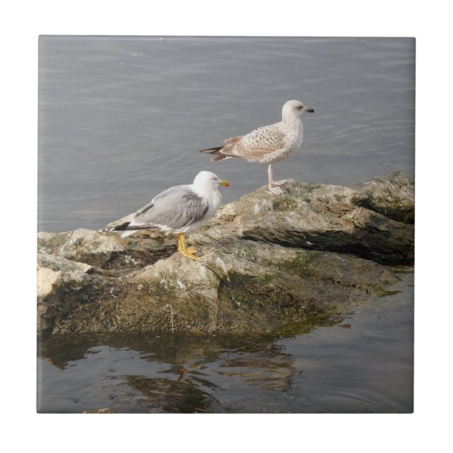Seagulls Small (4.25" x 4.25") Ceramic Photo Tile (Front)