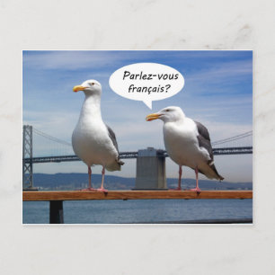 Seagulls Speak French Postcard