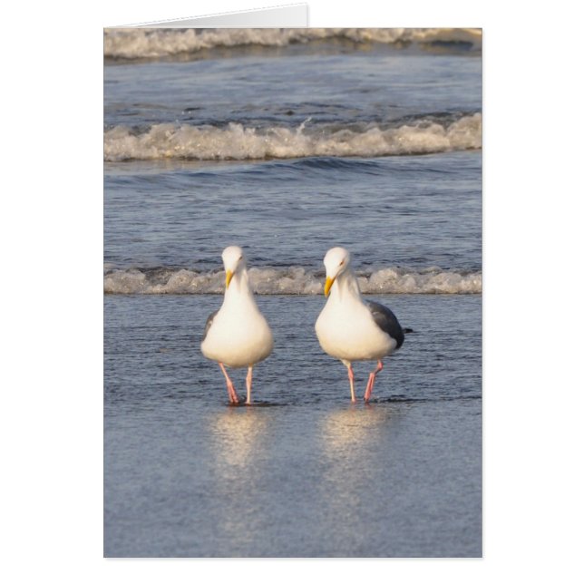 Seagulls Strolling on the Beach (Front)