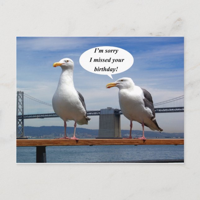 Seagulls talking postcard (Front)