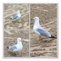 Seaguls On The Beach