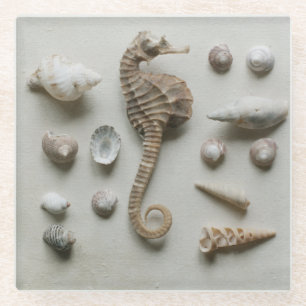 Seahorse And Shells Glass Coaster