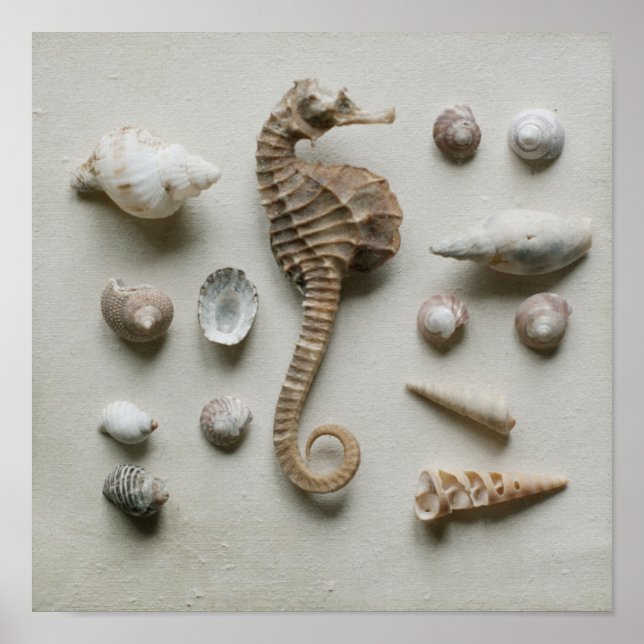 Seahorse And Shells Poster (Front)