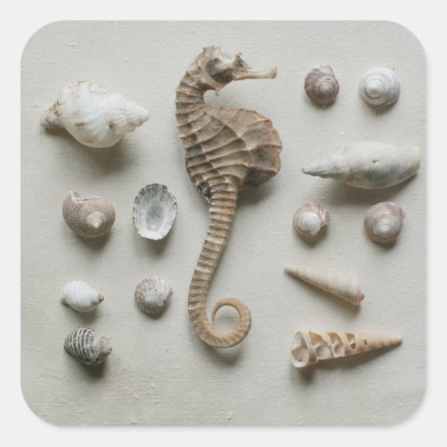 Seahorse And Shells Square Sticker (Front)