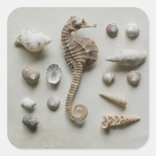 Seahorse And Shells Square Sticker