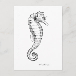 Seahorse Black and White Drawing Postcard