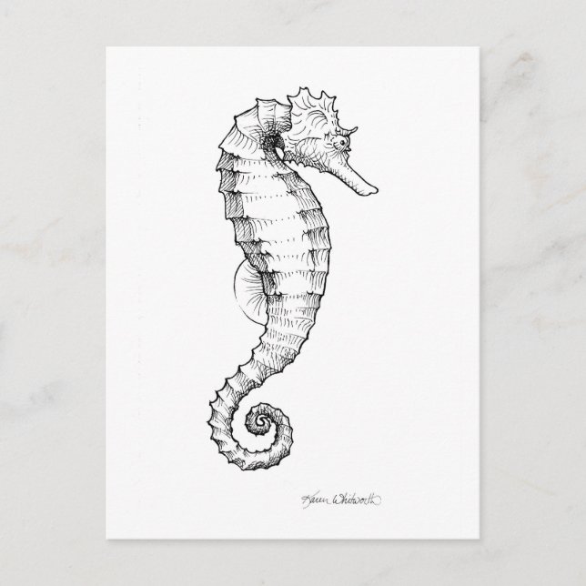 Seahorse Black and White Drawing Postcard (Front)