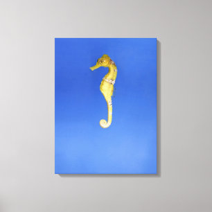 Seahorse Canvas Print