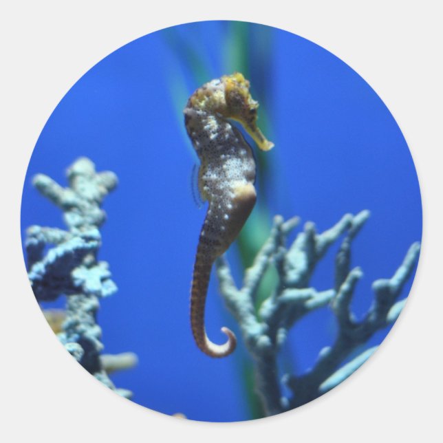 Seahorse Magic Classic Round Sticker (Front)