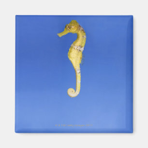 Seahorse Magnet