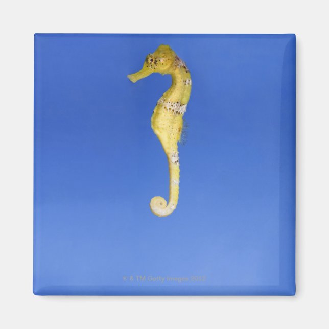 Seahorse Magnet (Front)