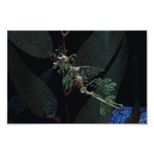 Seahorse Photo Print