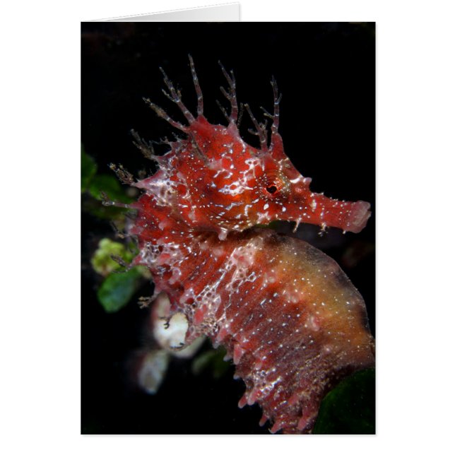 Seahorse | Pony Female Begur (Front)