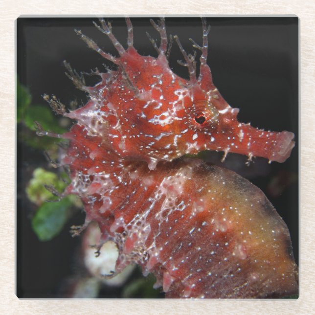 Seahorse | Pony Female Begur Glass Coaster (Front)