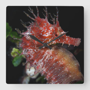 Seahorse Pony Female Begur Square Wall Clock