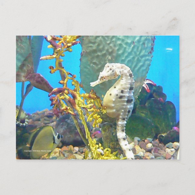 Seahorse Postcard (Front)